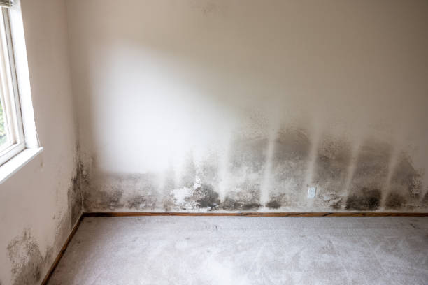 Best Attic Mold Removal  in Leadington, MO